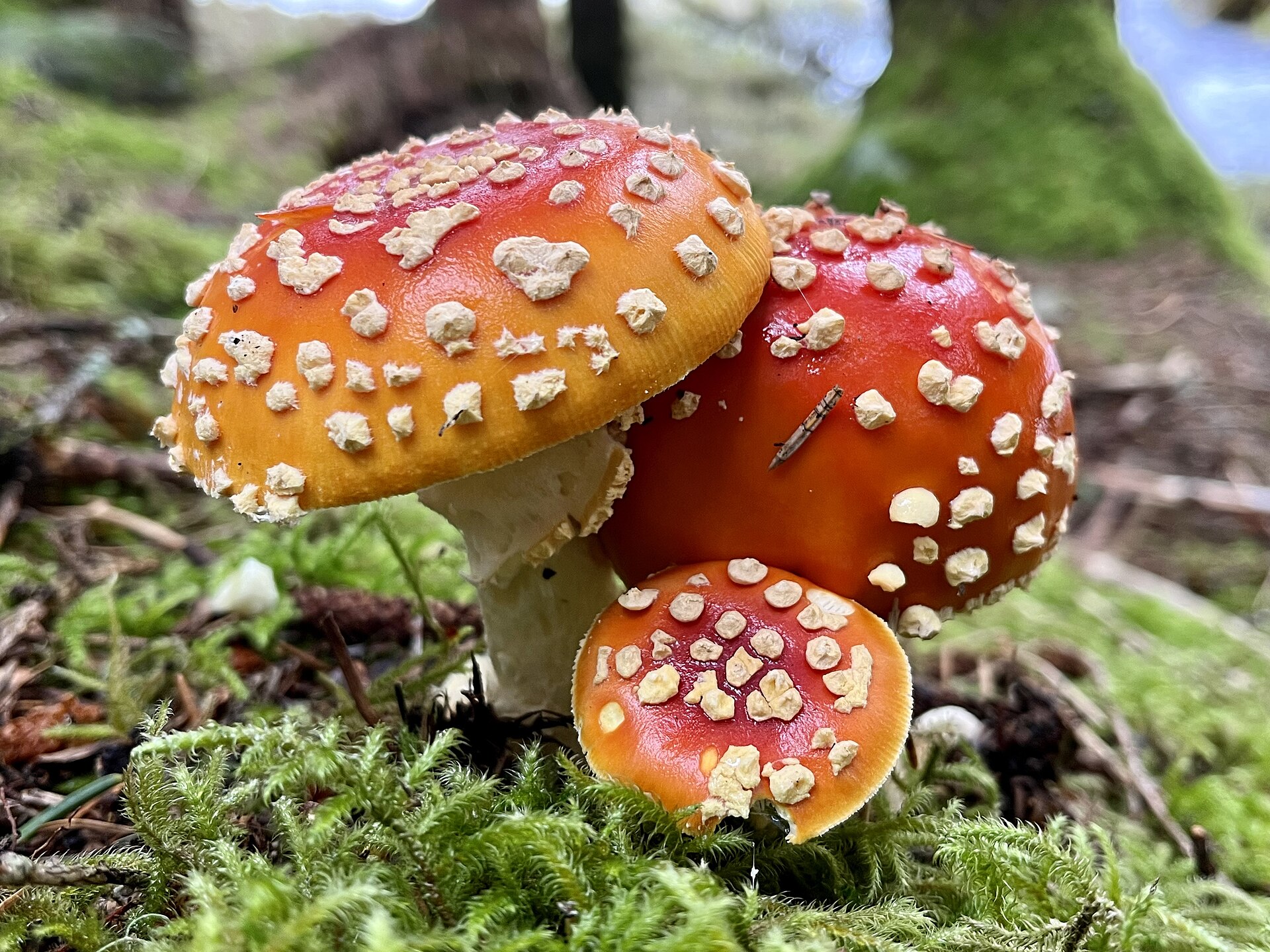 Red Amanita muscaria mushroom cap with white spots on a forest floor.