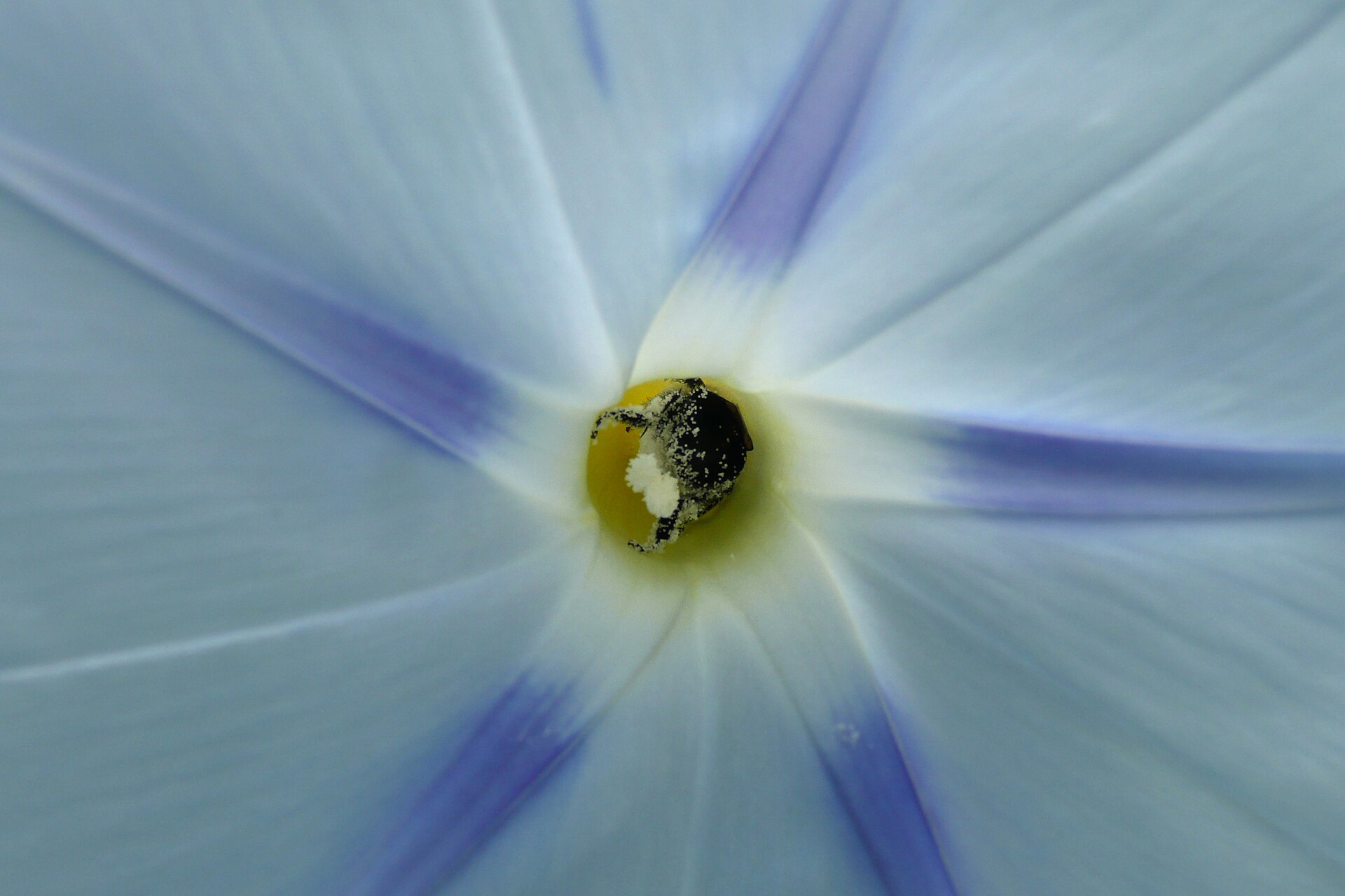 Bumblebee inside a blue morning glory flower.