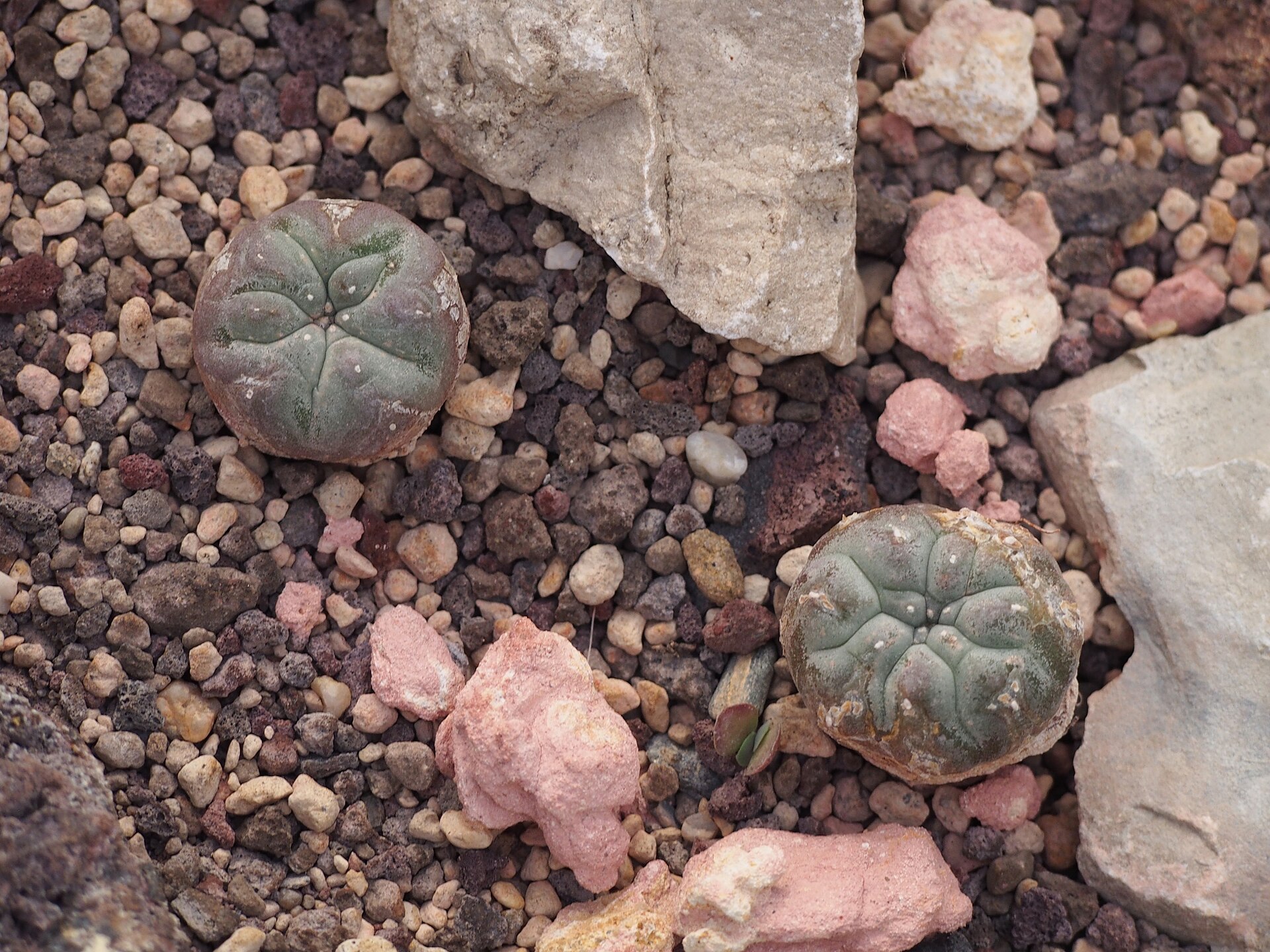 Cultivated Lophophora williamsii peyote cactus viewed from above in a botanical garden greenhouse.