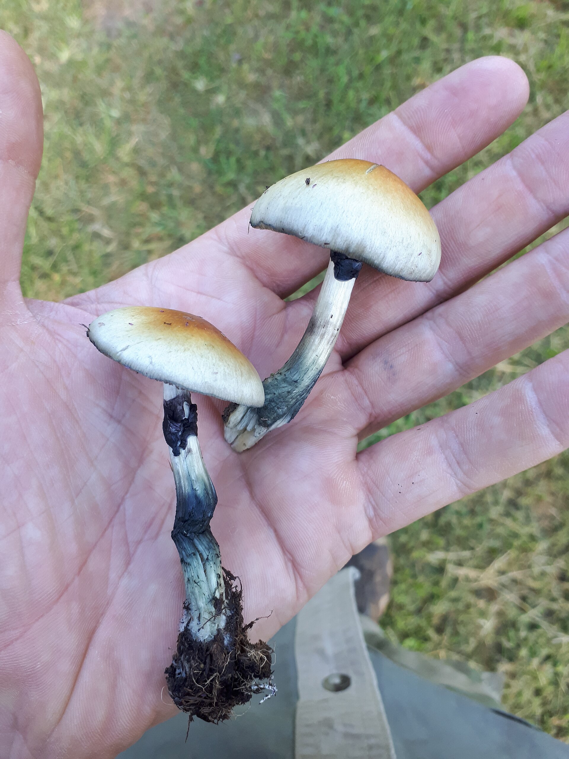 Cluster of Psilocybe cubensis mushrooms with caramel caps and pale stems.